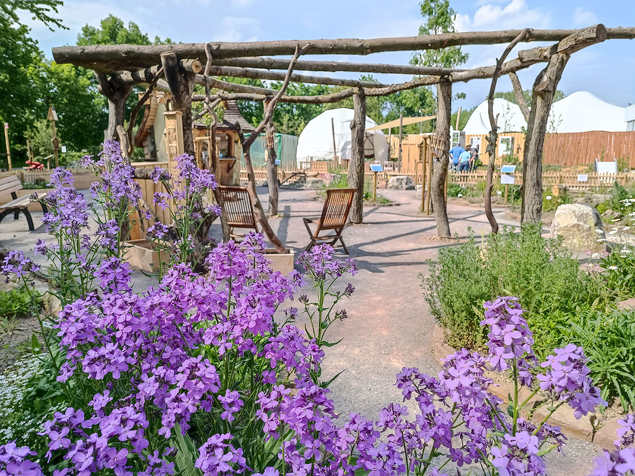 Lila Stauden im Naturgarten im Huxarium Gartenpark.