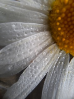 Makro-Foto-Workshop