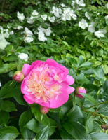 Workshop: Muttertags-Gruß 