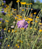 Workshop: Pflanzen im Naturgarten 