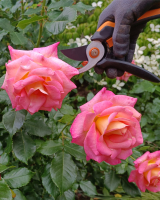 Rosen werden beschnitten.